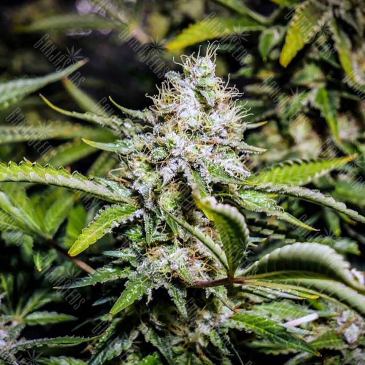 Семена марихуаны Auto Tutankhamon feminised GanjaLiveSeeds