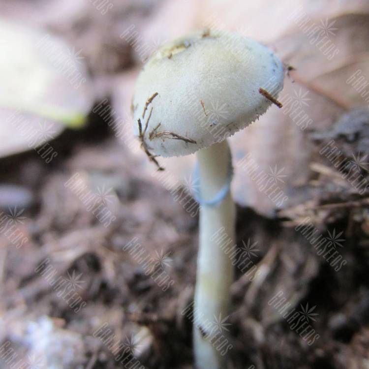 Споровый отпечаток Natalensis