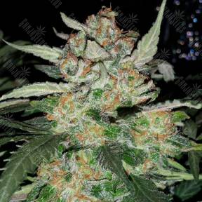 Damn Sour feminised Green House Seeds