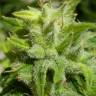Euforia feminised Dutch Passion Seeds