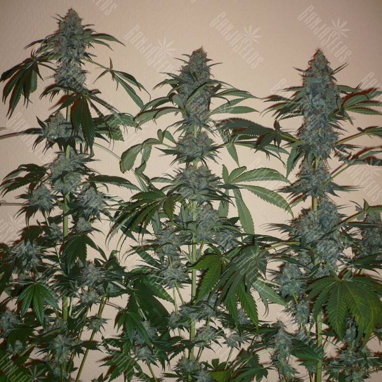 Euforia feminised Dutch Passion Seeds