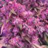 Kali Mist feminised Breeders Community Seeds