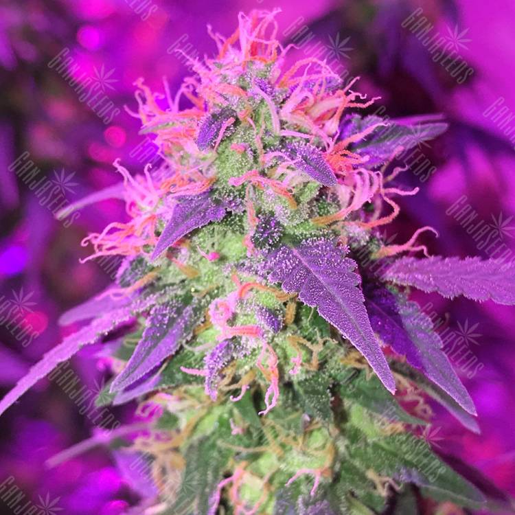 качественные семена конопли G1 regular Ganja Seeds