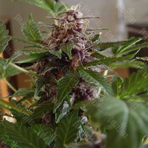 Auto Purple Ryder regular Ganja Seeds