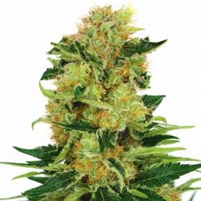 Pineapple Haze regular Barneys Farm