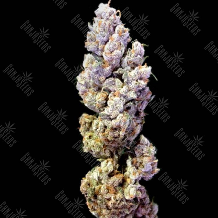 семена конопли дешево Crocketts Sour Tangie regular Crockett Family Farms