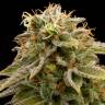 заказ семян конопли Lemon Thai Kush feminised Humboldt Seeds