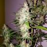 семена конопли почтой Lemon Thai Kush feminised Humboldt Seeds