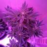 семена конопли в оригинальных упаковках Auto Blueberry Kush feminised Nirvana Seeds