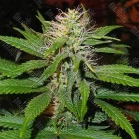 Magic Bud feminised Paradise Seeds
