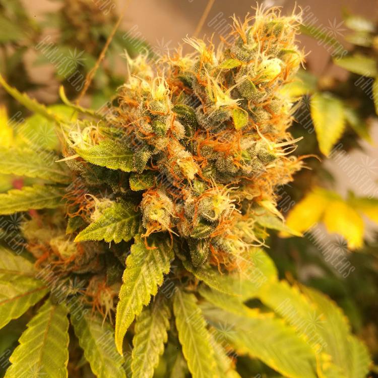 семена конопли с доставкой Gorilla Girl feminised Sweet Seeds