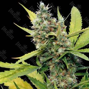 Honey B feminised Ganja Seeds