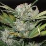 мощные семена конопли Auto Super Bud feminised