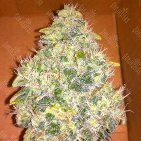 Jack Herer feminised Green House Seeds