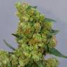 семена конопли марихуаны Jack Herer feminised Green House Seeds