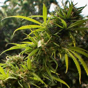 Forest Dream feminised Dutch Passion Seeds