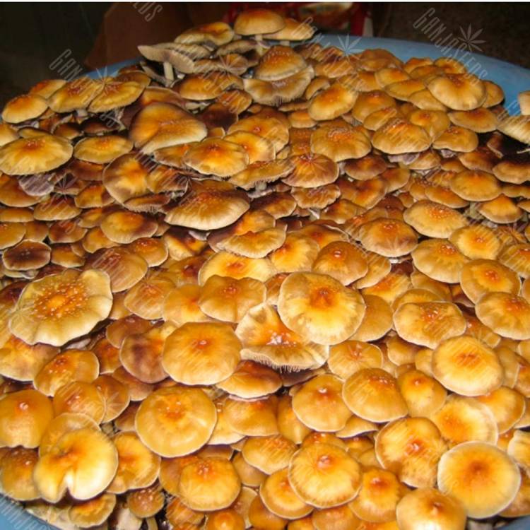 споровые отпечатки псилоцибиновых грибов отпечатки Colombian Rust Spore