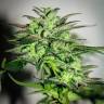 Mazar feminised Breeders Community Seeds