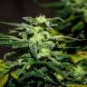 Mazar feminised Breeders Community Seeds