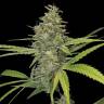 G13 Haze regular Ganja Seeds