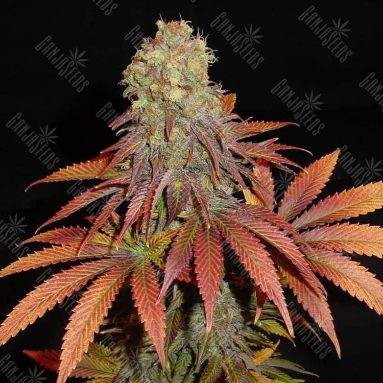 G13 Haze regular Ganja Seeds