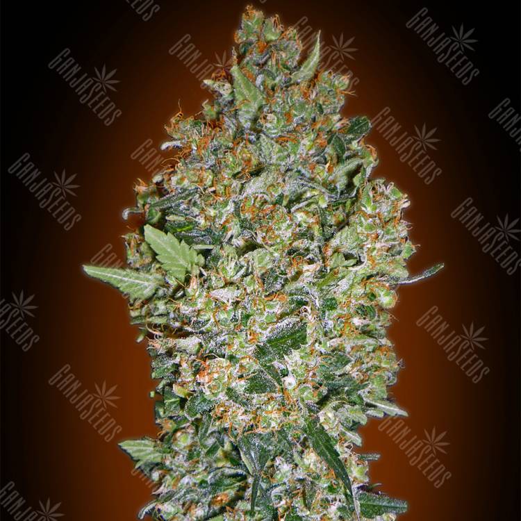 семена конопли интернет магазин Hashchis Berry feminised 00 Seeds