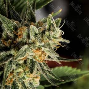 Crocketts Tangie regular Crockett Family Farms