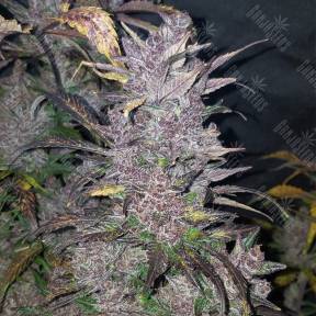 Auto Blackberry feminised Fast Buds