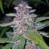 семена конопли f1 в оригинальной упаковке Auto Blackberry feminised Fast Buds