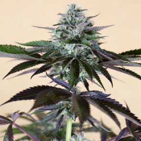 Lost Coast Hash Plant feminised Humboldt Seeds