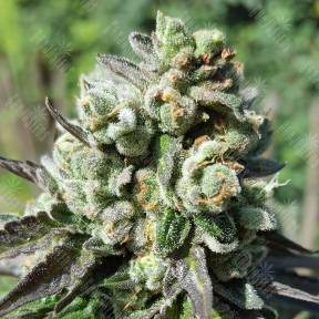 Royal Cookies feminised Royal Queen