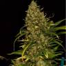 семена сортовой конопли Green Poison CBD feminised Sweet Seeds