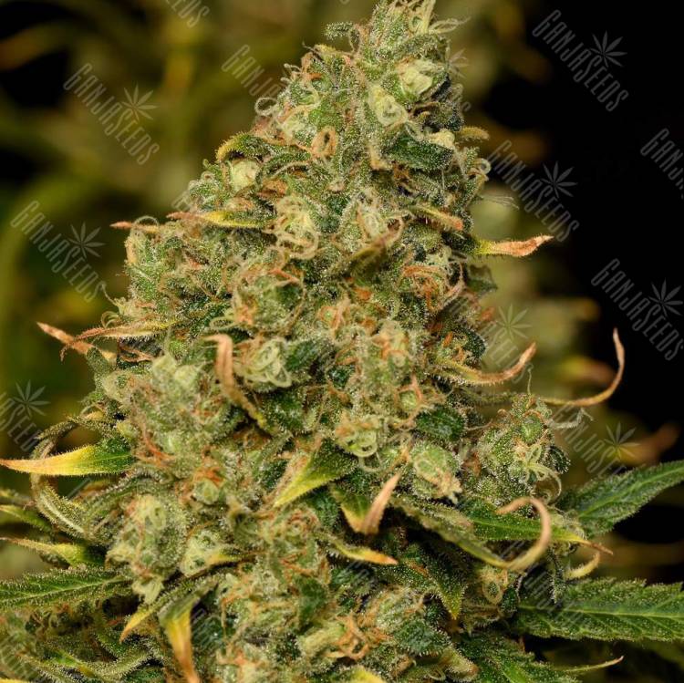 семена конопли f1 в оригинальной упаковке Green Poison CBD feminised Sweet Seeds