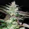 Sugar Black Rose (DS27) feminised Ganja Seeds