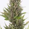 Auto Little Russian fem купить семена марихуаны в интернете с доставкой
