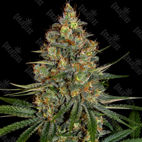 Diesel Strong feminised Ganja Seeds