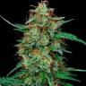 Auto Dinamex feminised Dinafem Seeds