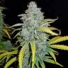 семена конопли феминизированные Auto Blue Dream'matic feminised Fast Buds