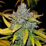 качественные семена конопли Auto Blue Dream'matic feminised Fast Buds