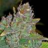 урожайные семена конопли Auto Blue Dream'matic feminised Fast Buds