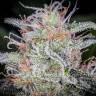 семена конопли в оригинальных упаковках Auto Blue Dream'matic feminised Fast Buds