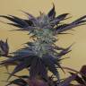 семена конопли Москва Lost Coast OG feminised Humboldt Seeds