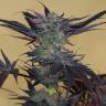 семена культурной конопли купить Lost Coast OG feminised Humboldt Seeds