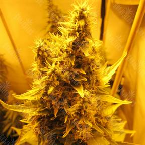 Nebula feminised Paradise Seeds