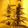 где заказать семена конопли Nebula feminised Paradise Seeds