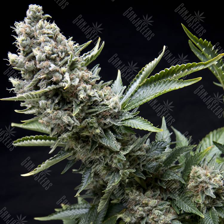 семена культурной конопли купить New York City feminised Pyramid Seeds