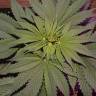 семена конопли индика New York City feminised Pyramid Seeds