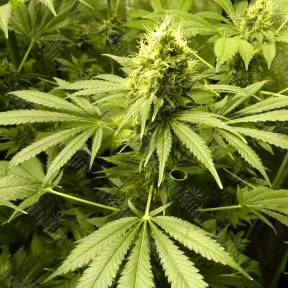 Royal Domina feminised Royal Queen