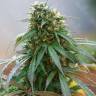 Hash Plant feminised Ganja Seeds
