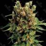 Hash Plant feminised Ganja Seeds